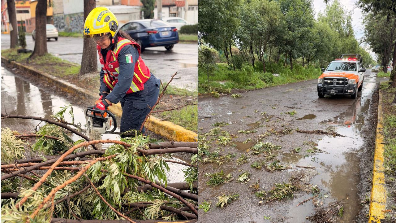 Fuerte lluvia derriba árbol en Bosques de Amalucan HOY; así se ve la zona