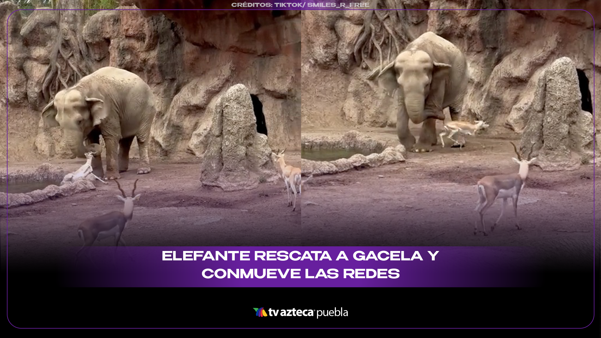 Elefante sorprende al ayudar a una gacela atrapada en un estanque