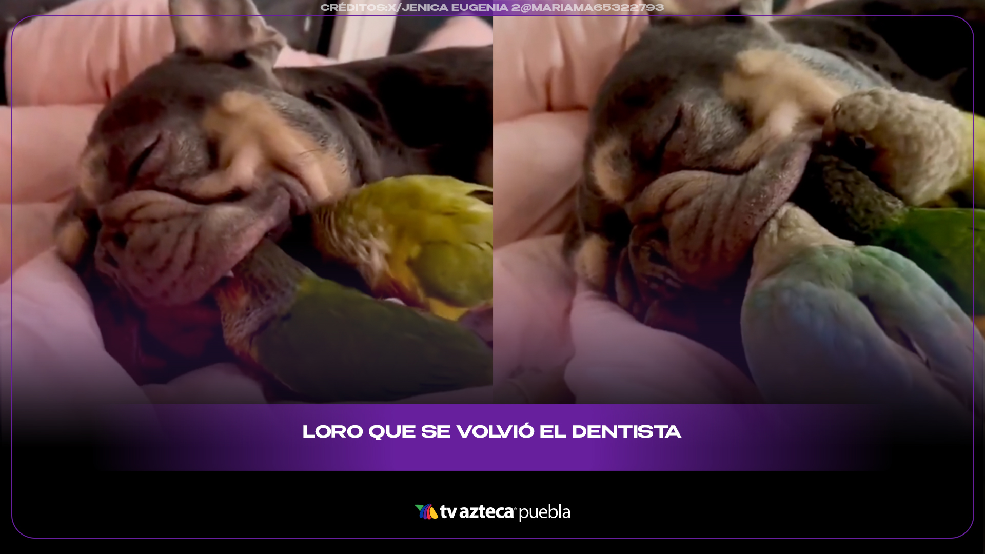 Loro se convierte en dentista de un perro y derrite internet