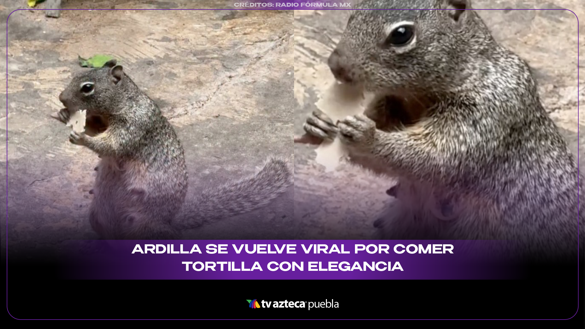 Ardilla conquista internet por su peculiar forma de comer tortilla