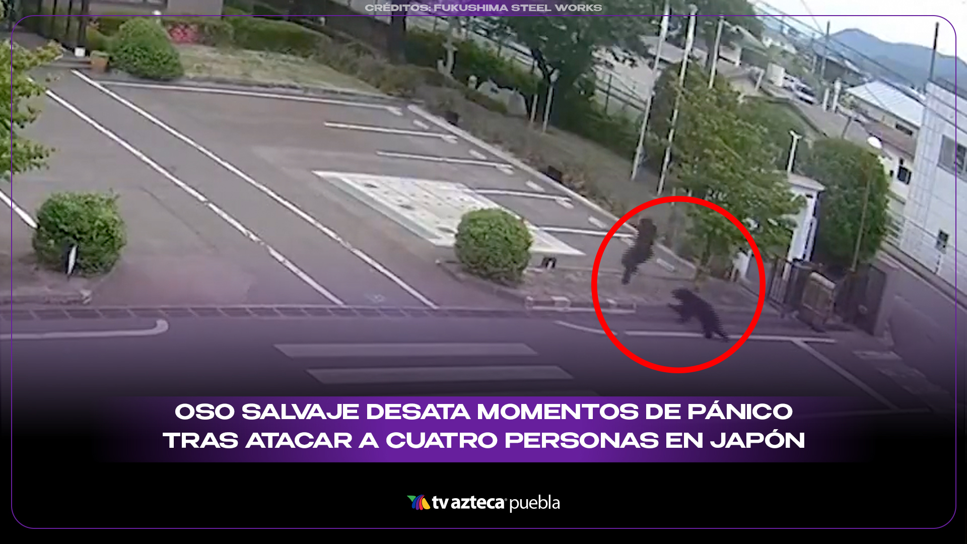 Oso salvaje desata momentos de pánico tras atacar a cuatro personas en Japón