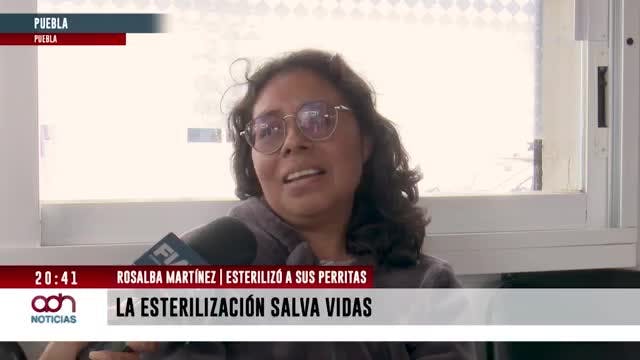 Esterilización de mascotas en Puebla ayuda a reducir abandon