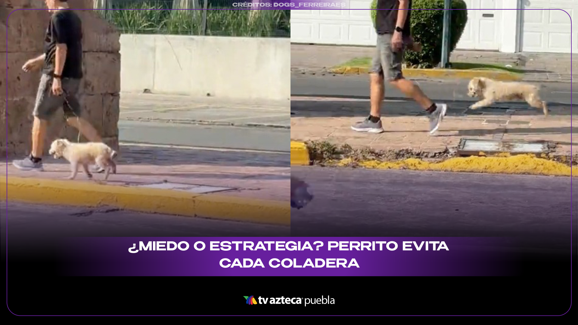 Perrito evita coladeras y conquista las redes sociales