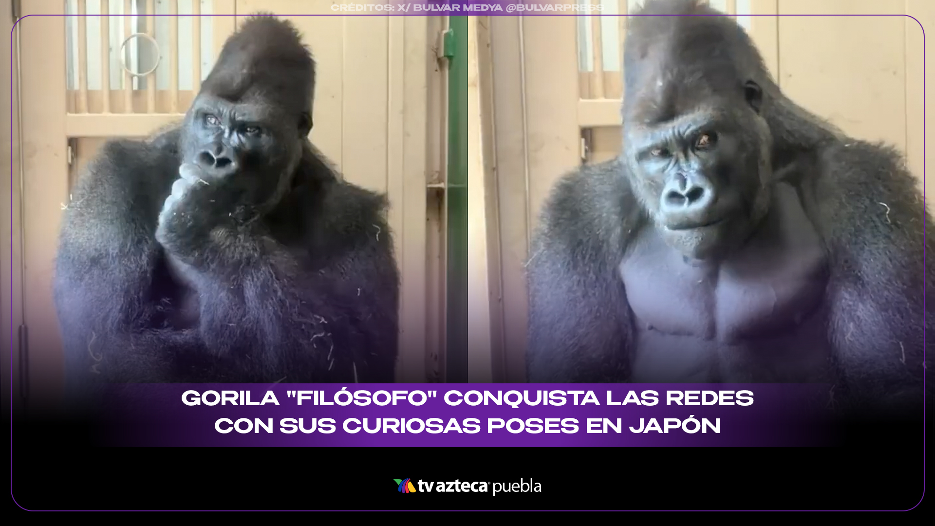Gorila "filósofo" conquista las redes con sus curiosas poses