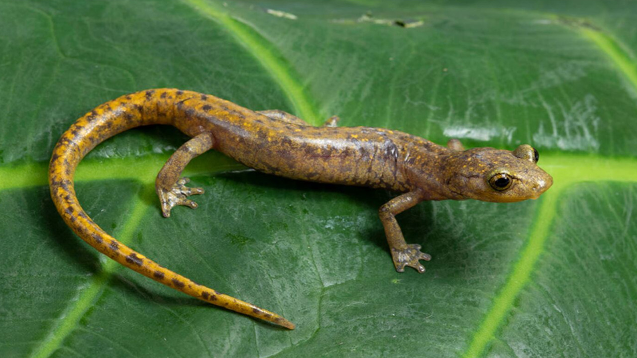 Estas son las nuevas especies de salamandras de Oaxaca ¿Ya l
