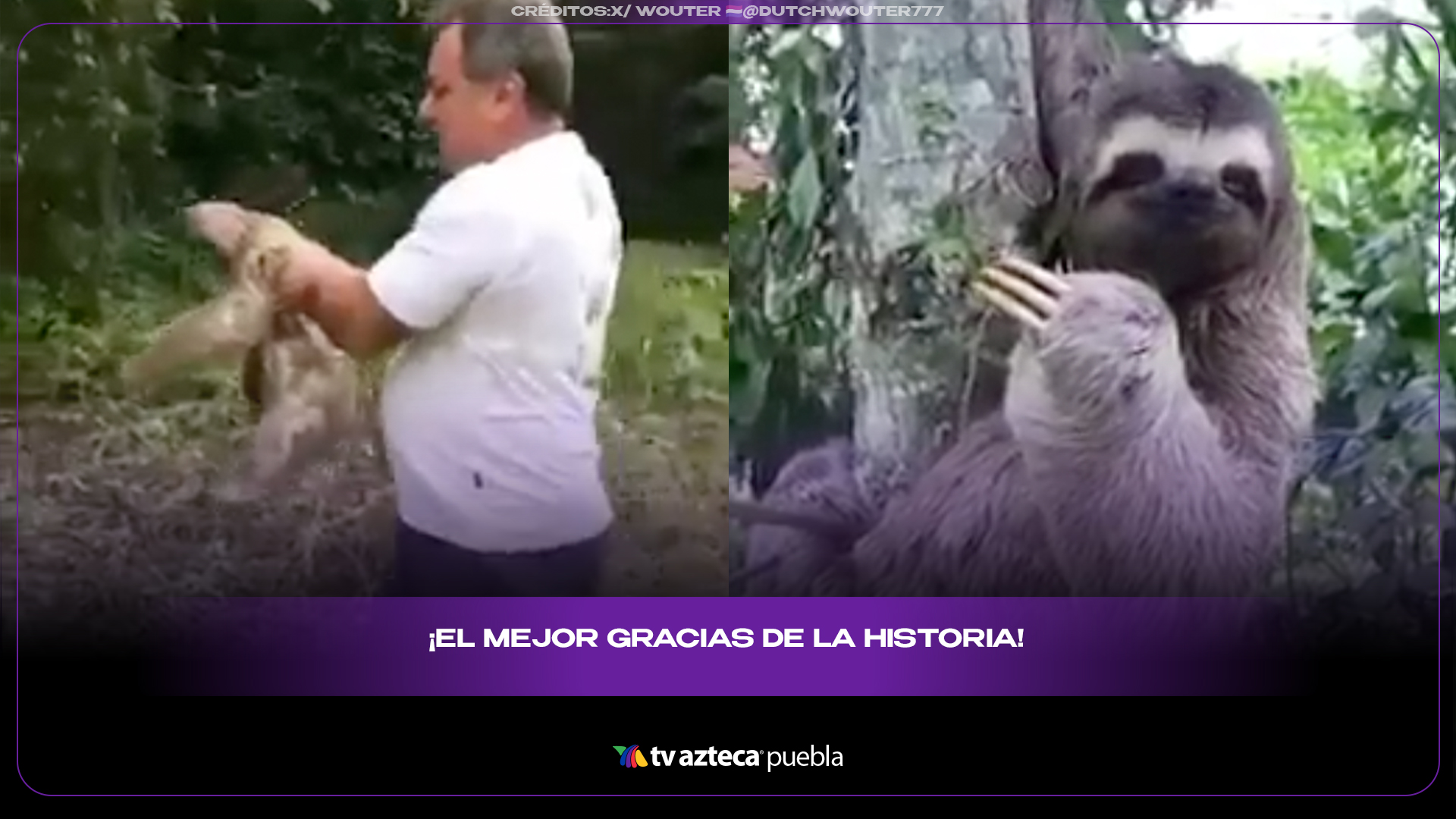 Perezoso rescatado agradece con un gesto que derritió internet