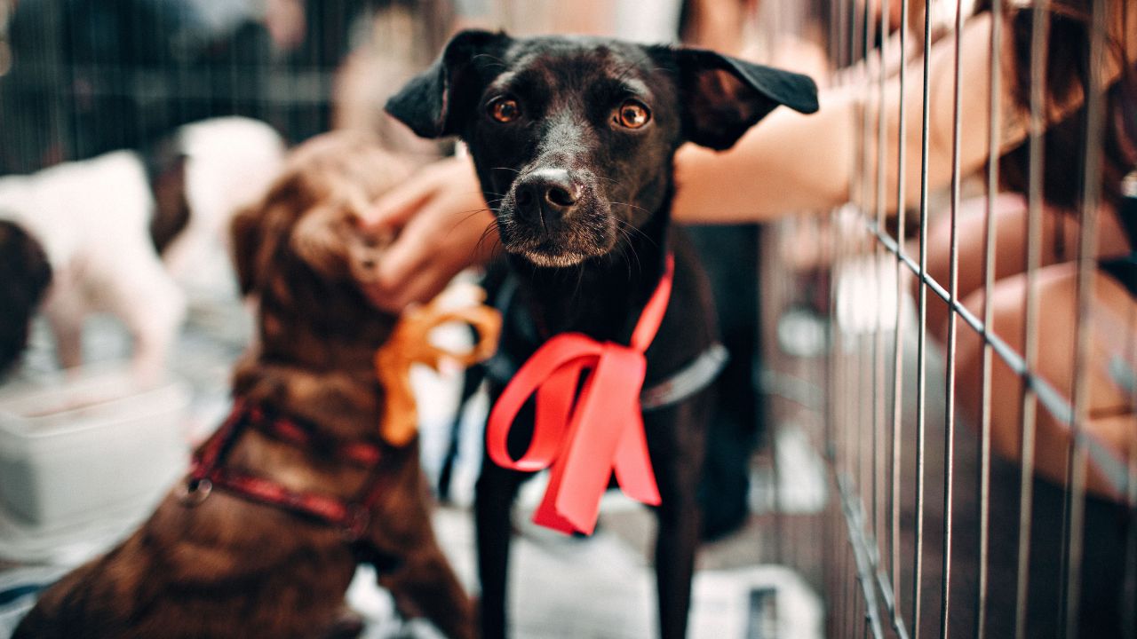 ¿Estás pensando en adoptar un perro o un gato? El modus operandi de la estafa de la 'falsa adopción' en CDMX