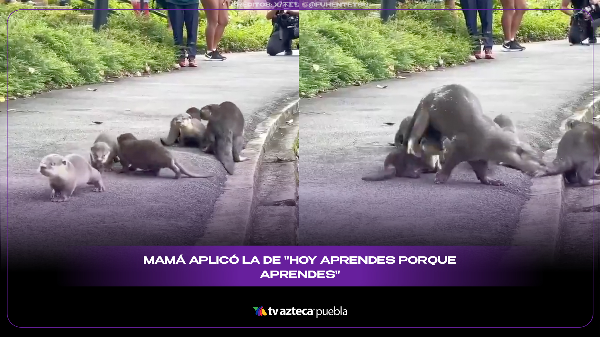 Mamá nutria enseña a nadar a sus crías y enternece internet
