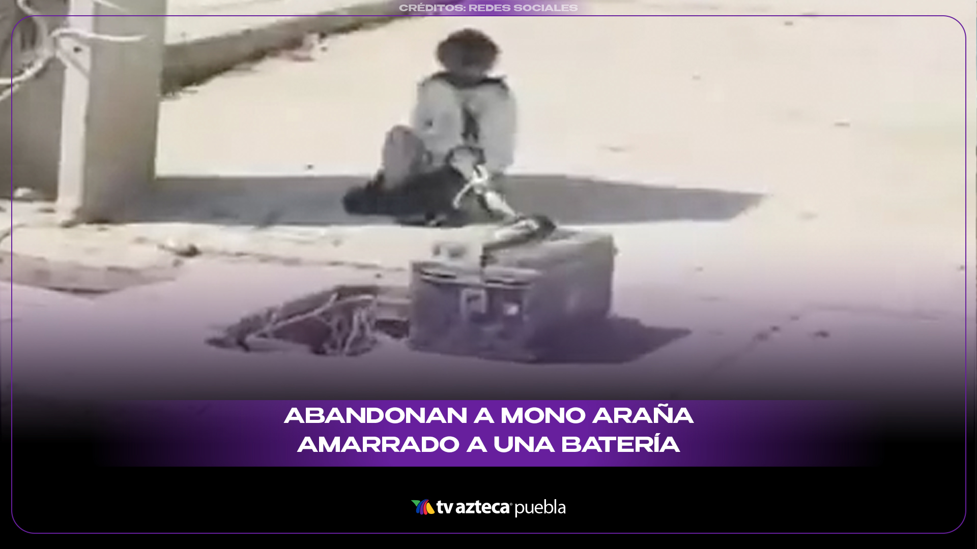 Indignación en Sinaloa: abandonan a mono araña amarrado a una batería bajo el sol