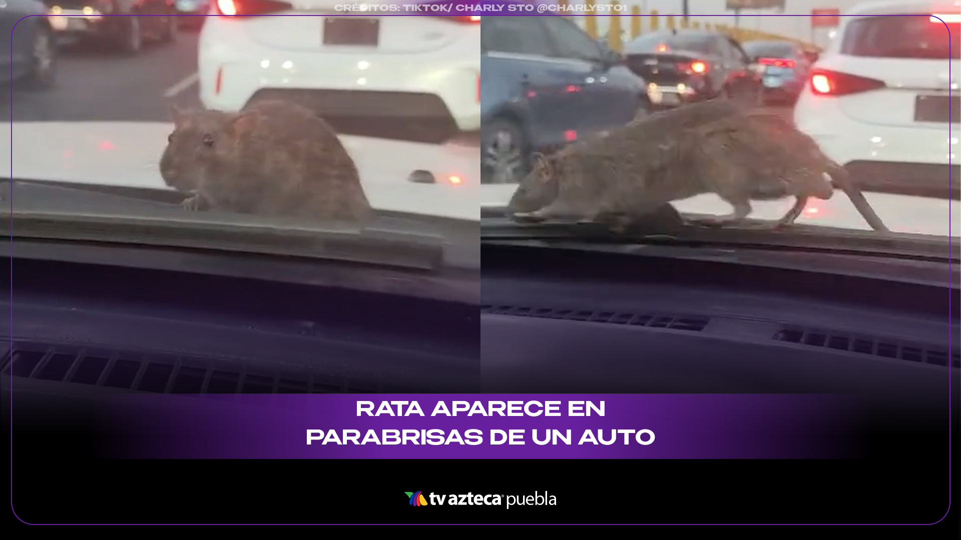 Rata sale del motor y desata momentos de pánico en pleno tráfico