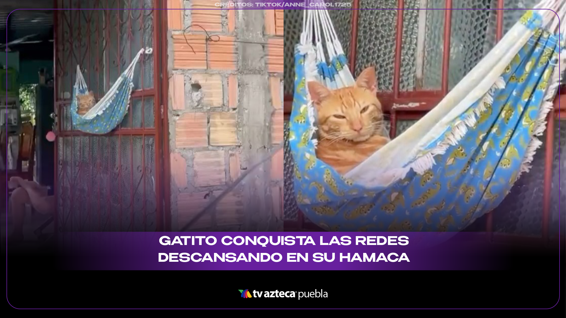 Gatito se vuelve viral por relajarse en una hamaca frente a 