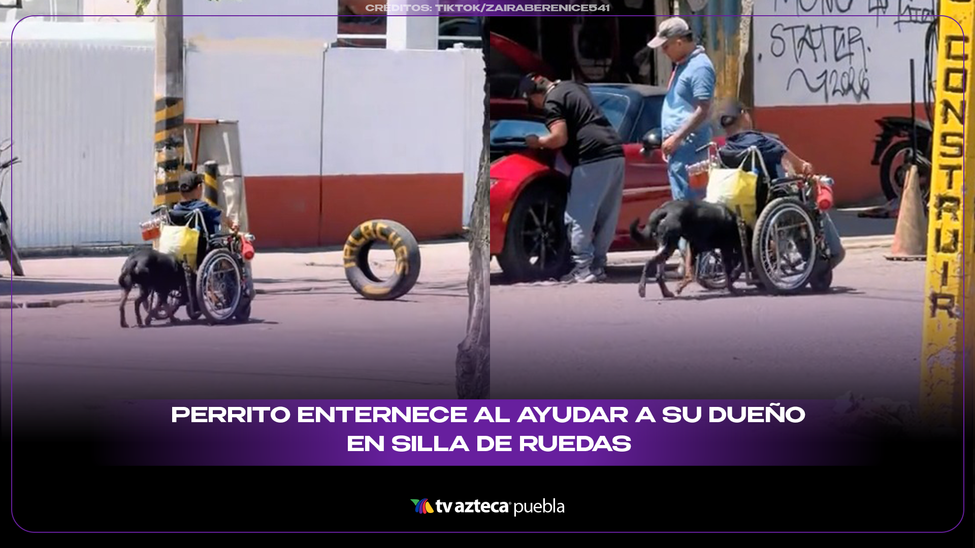 Lomito conmueve a miles al ayudar a su dueño durante un reco