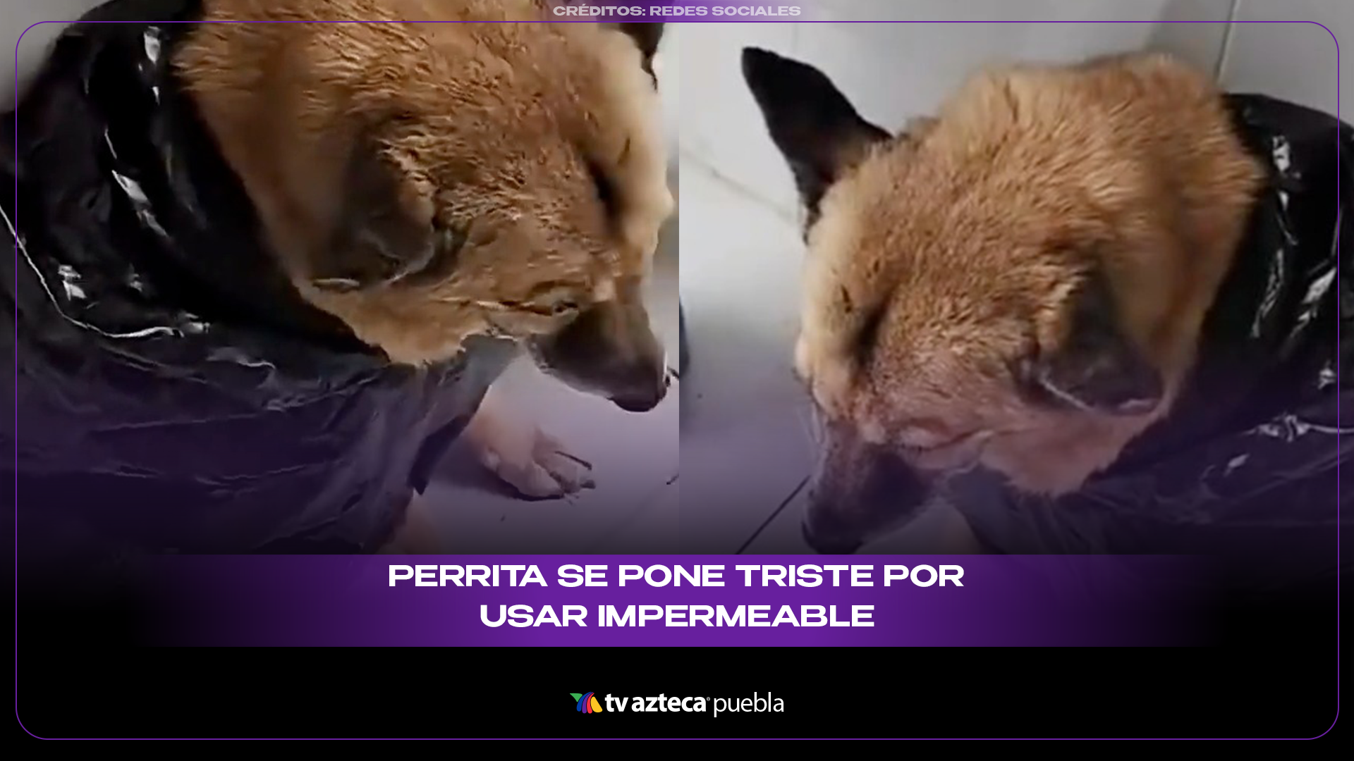 Perrita viral se pone triste al usar impermeable para la lluvia