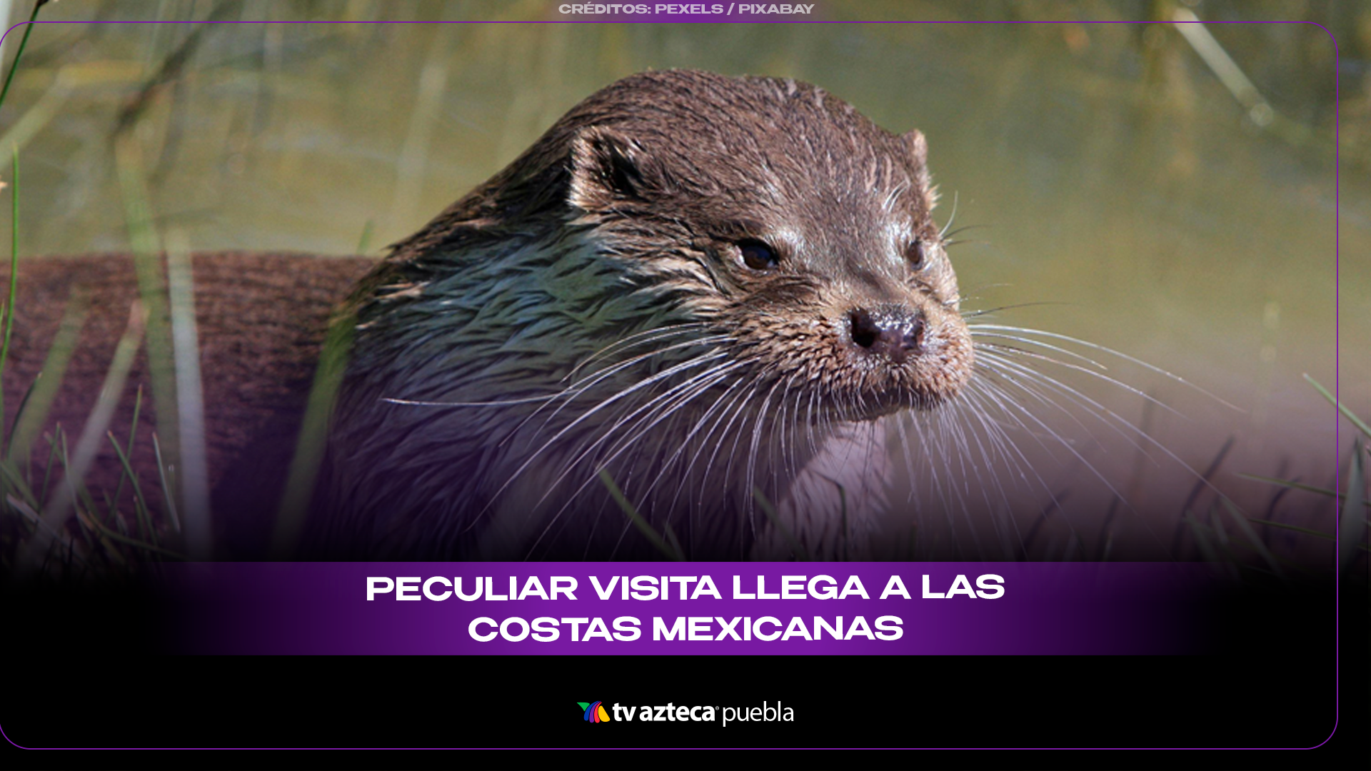 Captan a una nutria nadando cerca del malecón de Alvarado y se vuelve viral