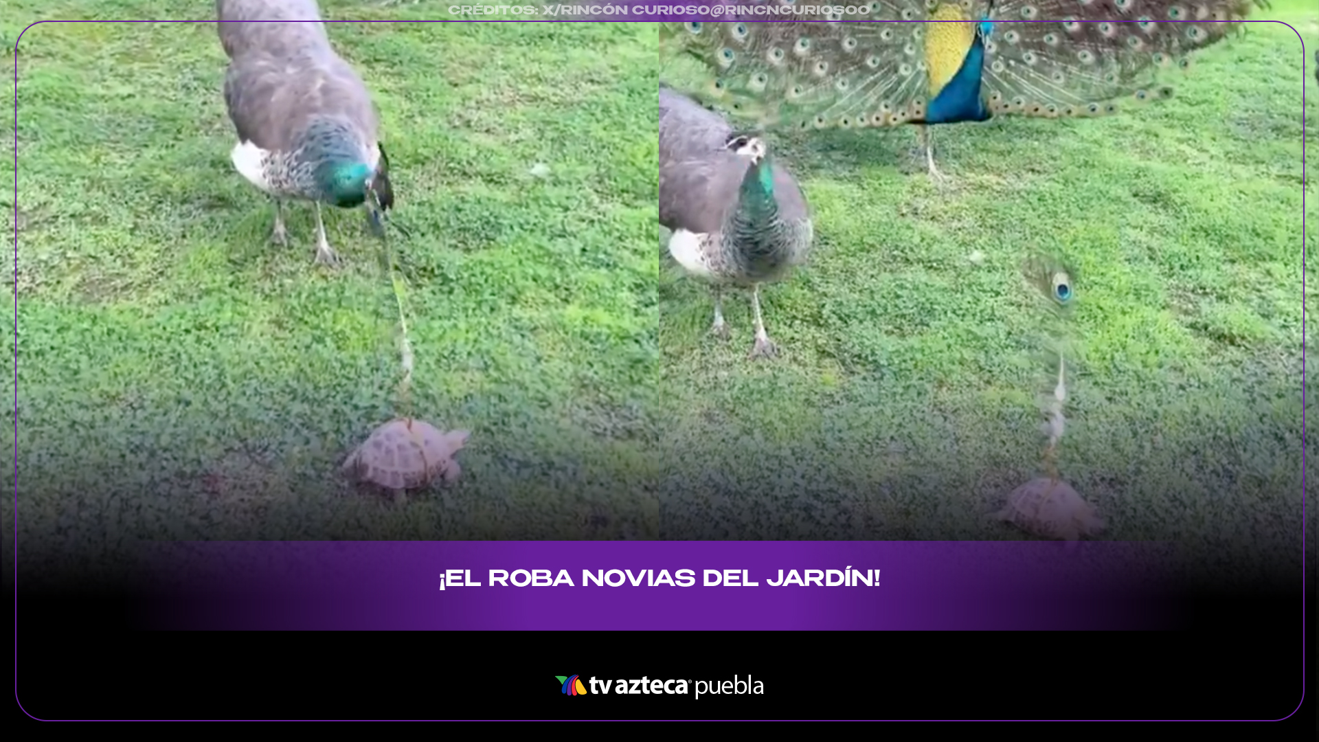 Tortuga roba protagonismo a un pavo real y desata memes