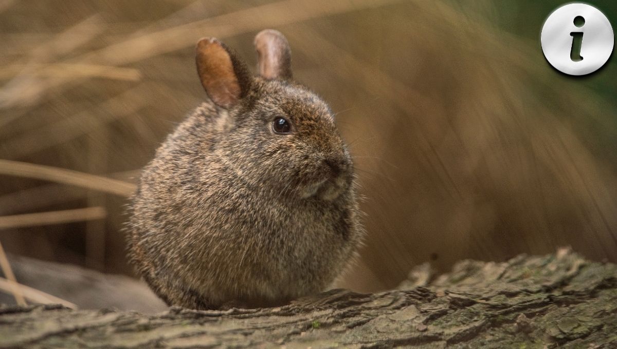 Teporingo Rabbit Por qué el Teporingo es clave para los bosques de México
