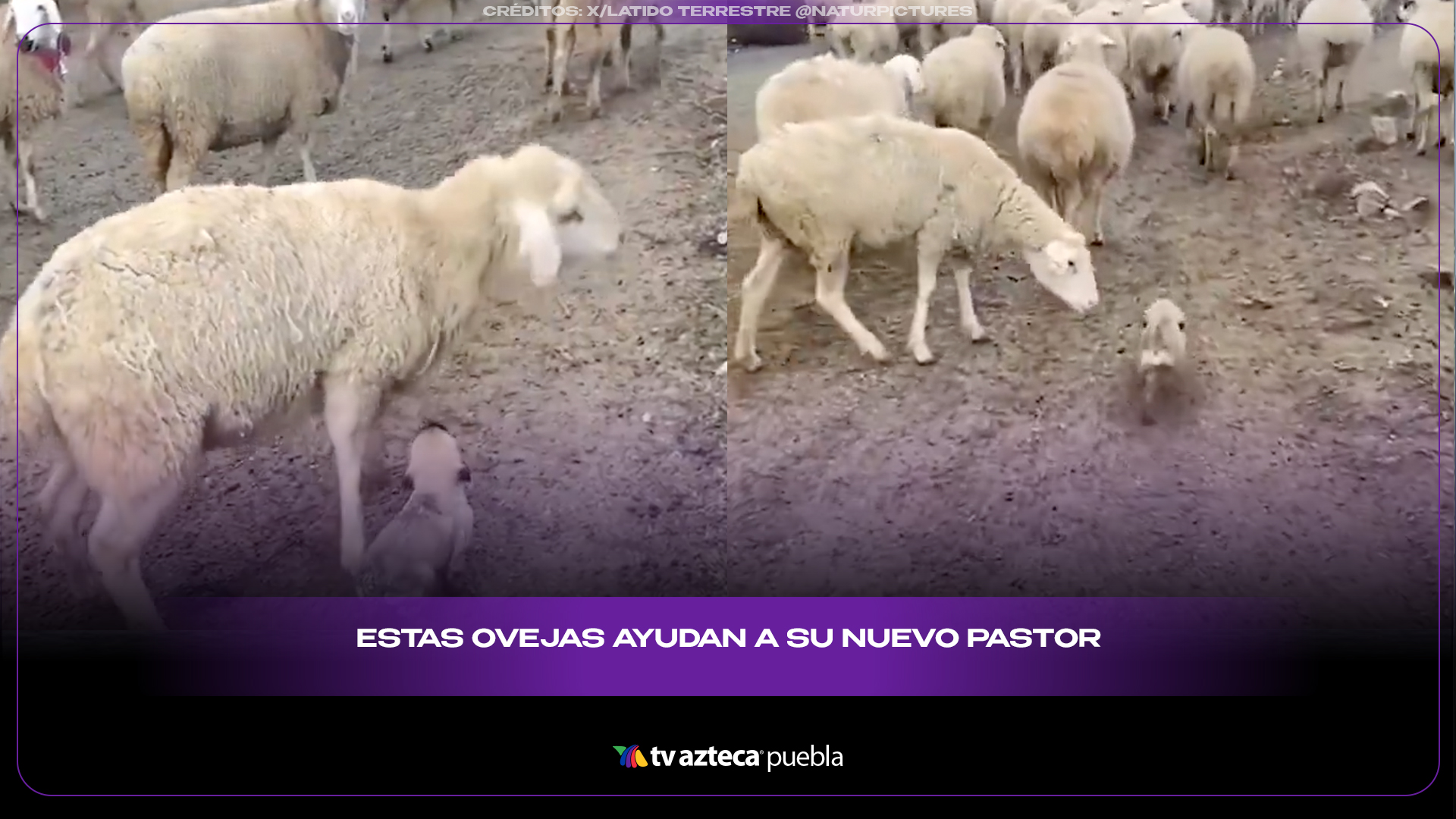 Cachorro pastor tiene su primer día de trabajo y conmueve redes