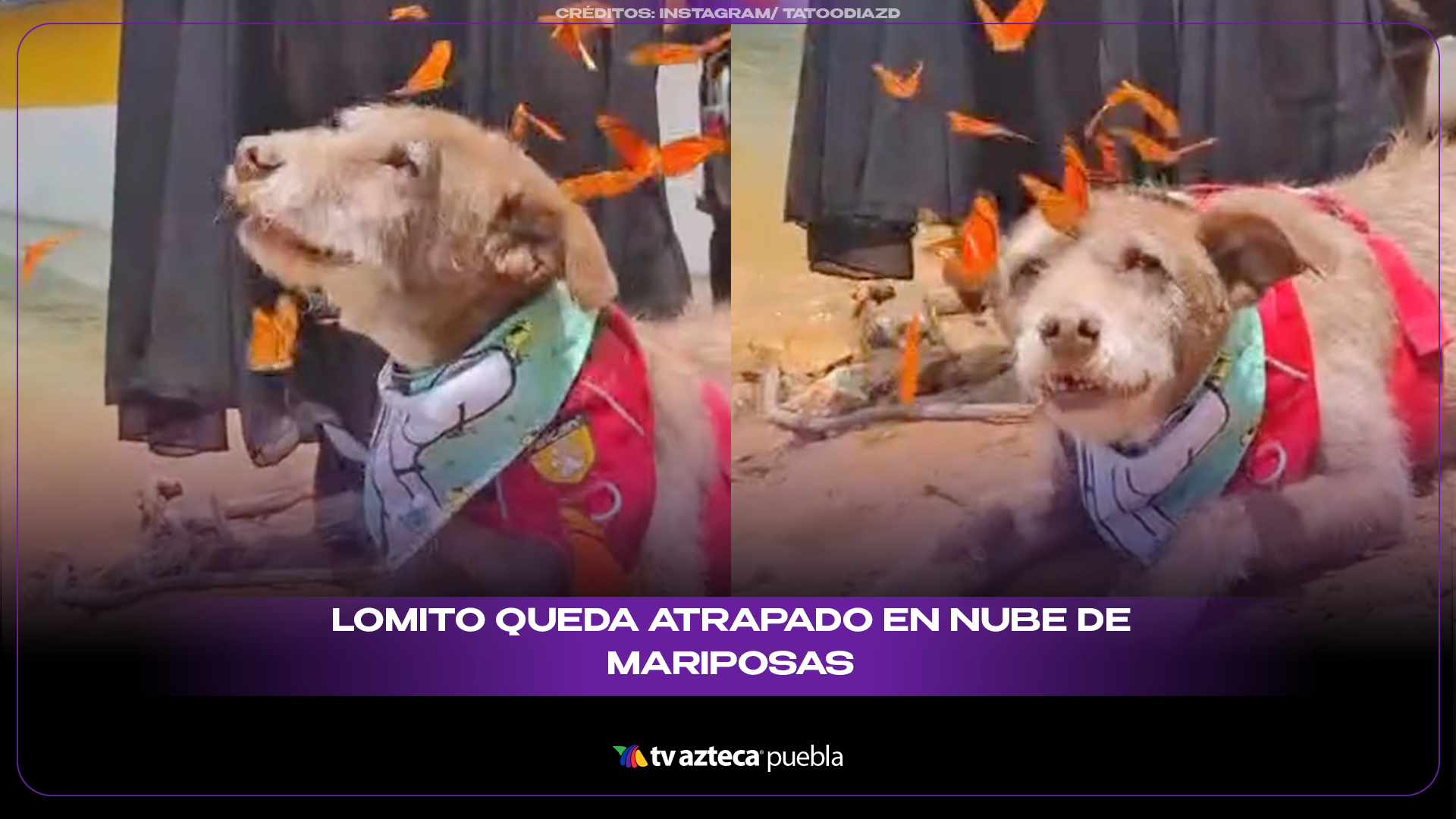 Lomito protagoniza mágico encuentro con decenas de