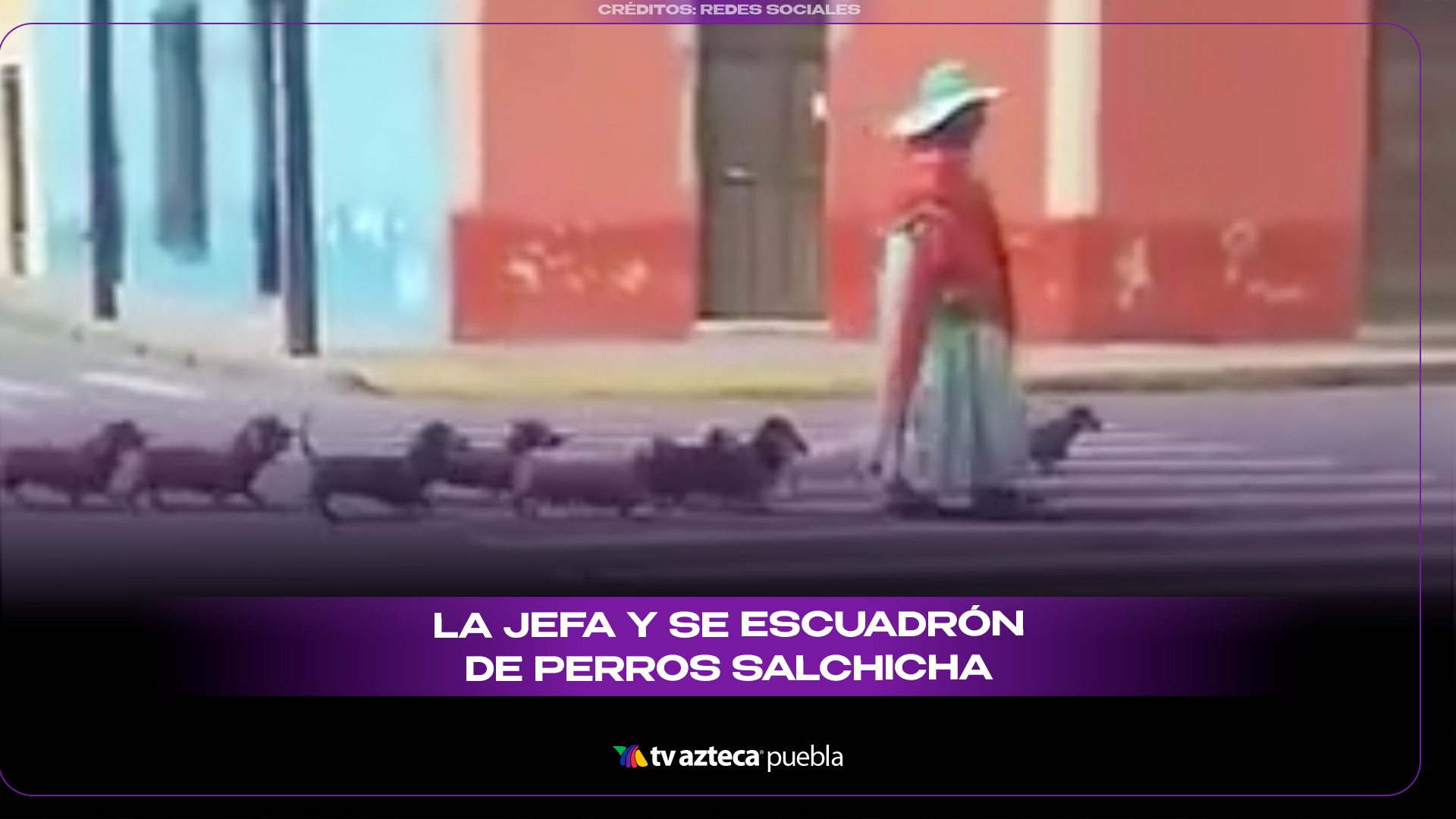“Escuadrón Salchicha”: grupo de perros conquista internet con su impecable formación