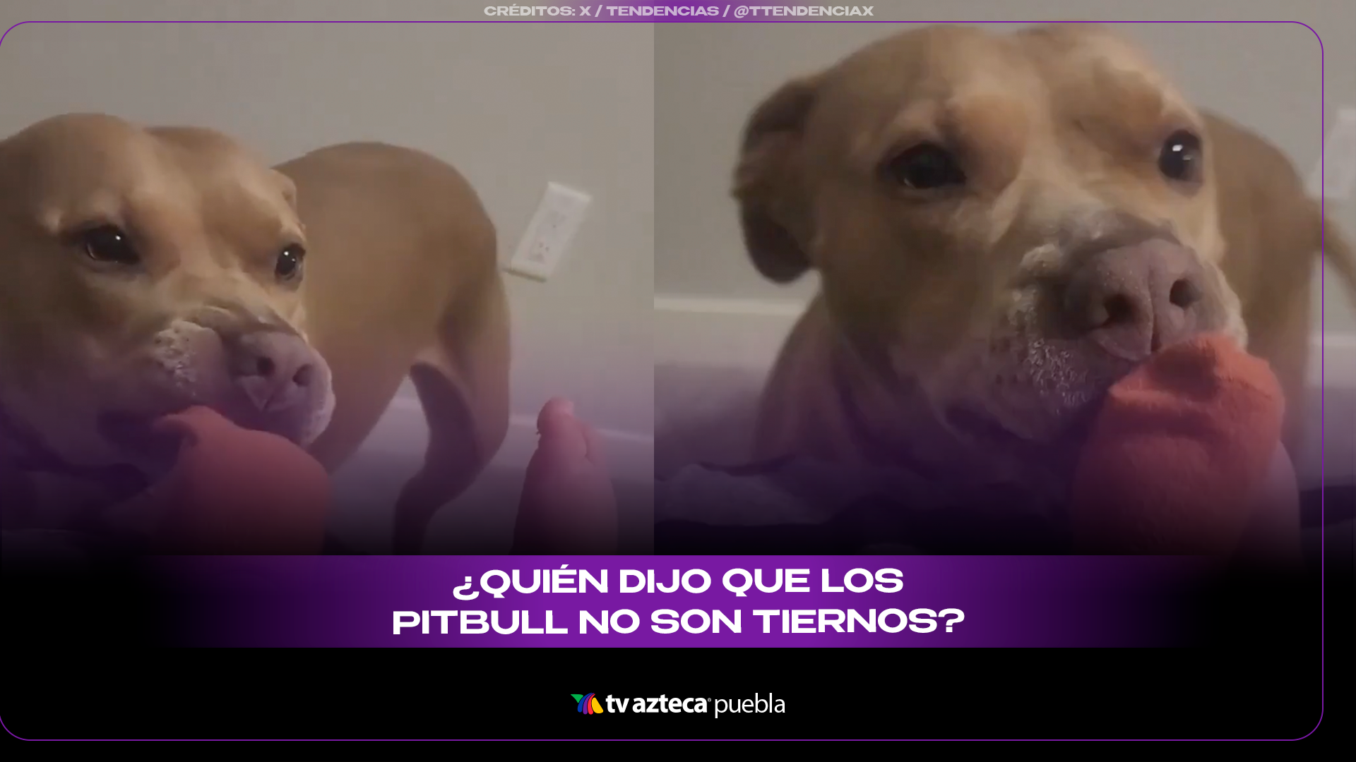 Cachorro de Pit bull se vuelve viral por jugar tiernamente con un bebé