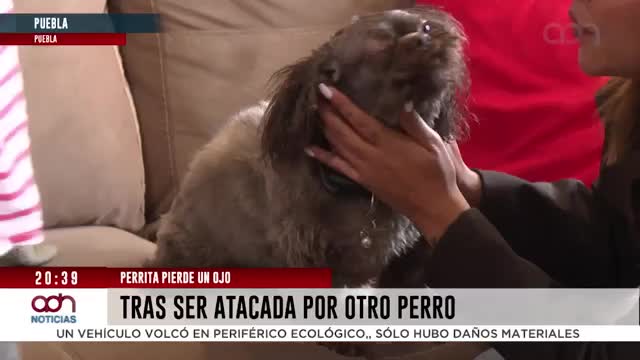 Perrita es atacada por canino en parque