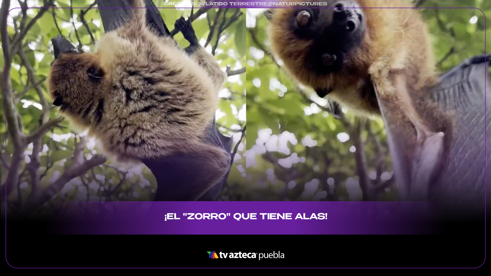 Zorro volador conquista internet y rompe mitos sobre los murciélagos