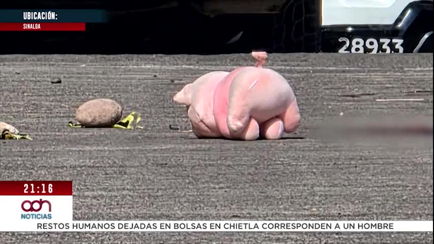 Cerdos rosas como firma en homicidios en Sinaloa ¿Qué significan?