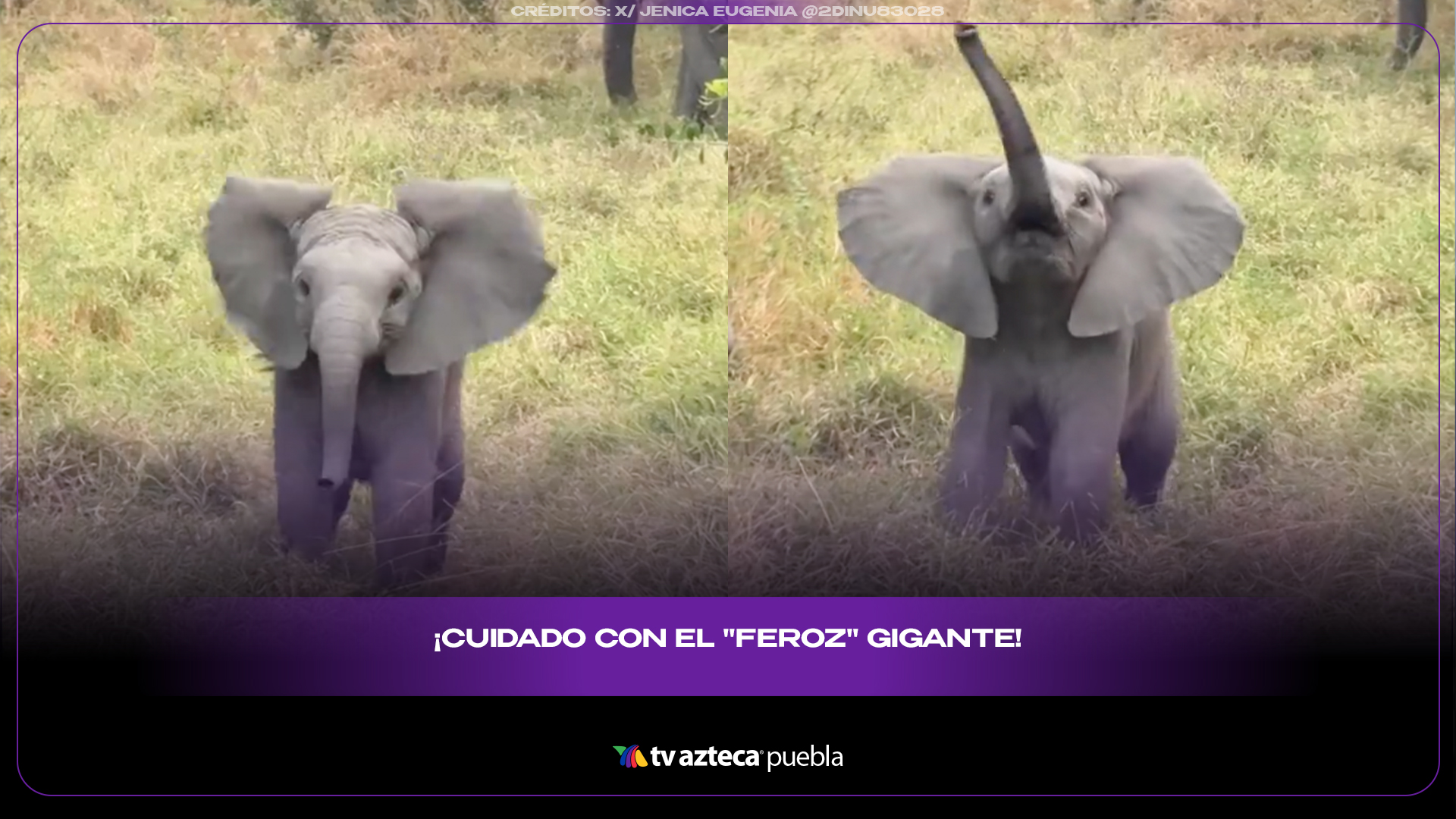 Elefantito intenta intimidar a turistas y derrite internet de ternura