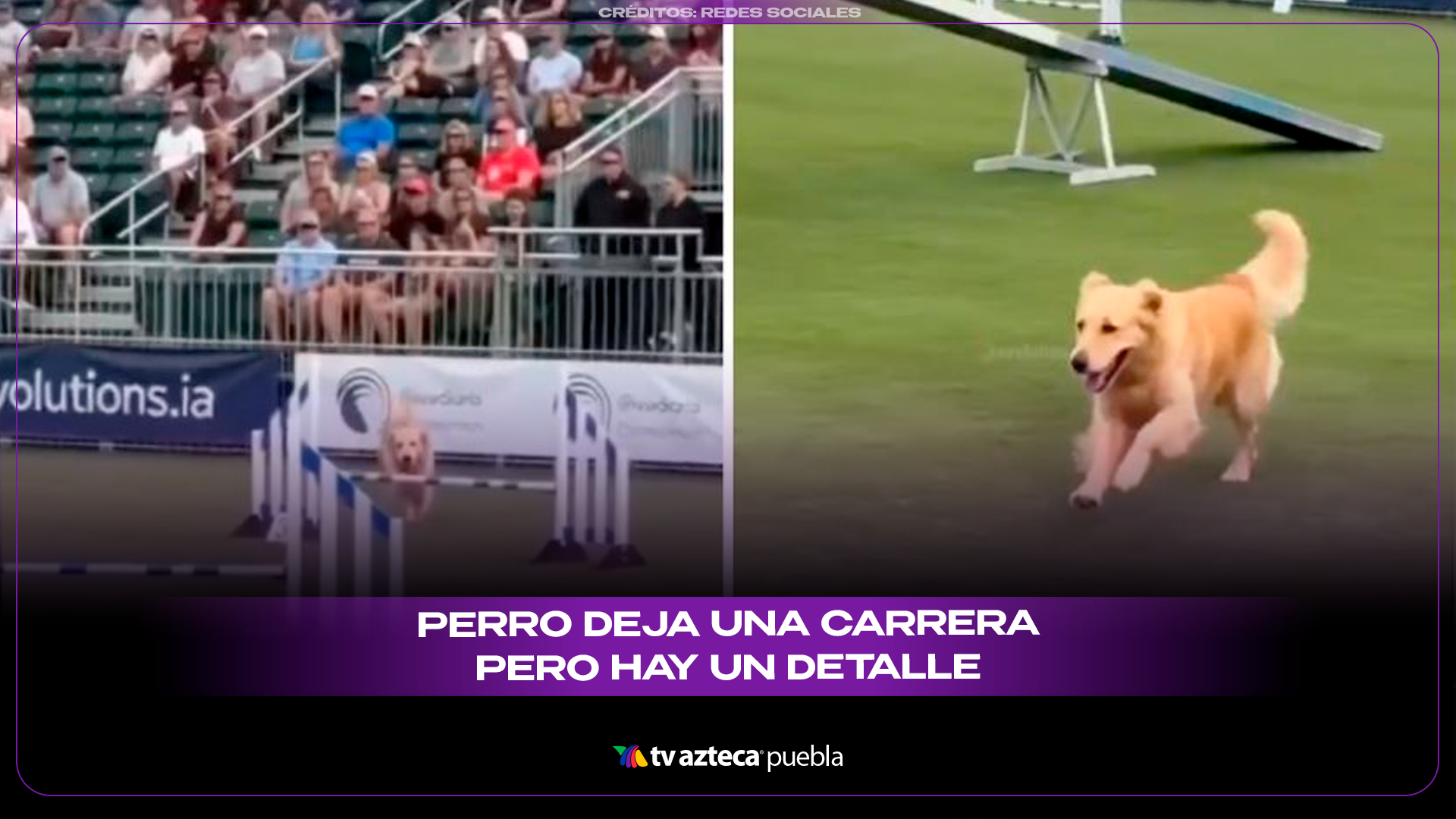 Aclaran que video de perro abandonando carrera para nadar fue generado con inteligencia artificial