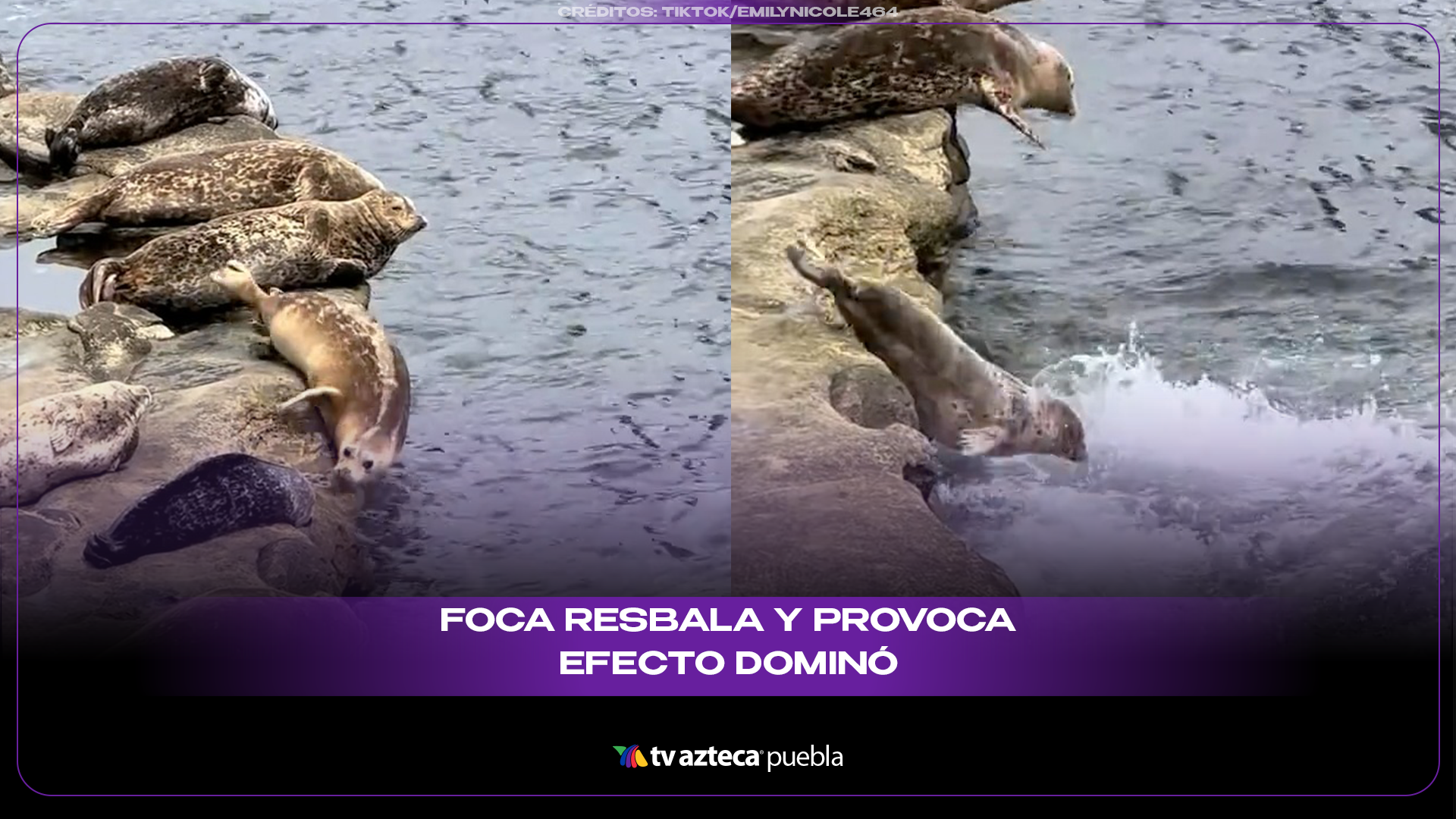 Foca provoca una divertida caída colectiva y conquista internet