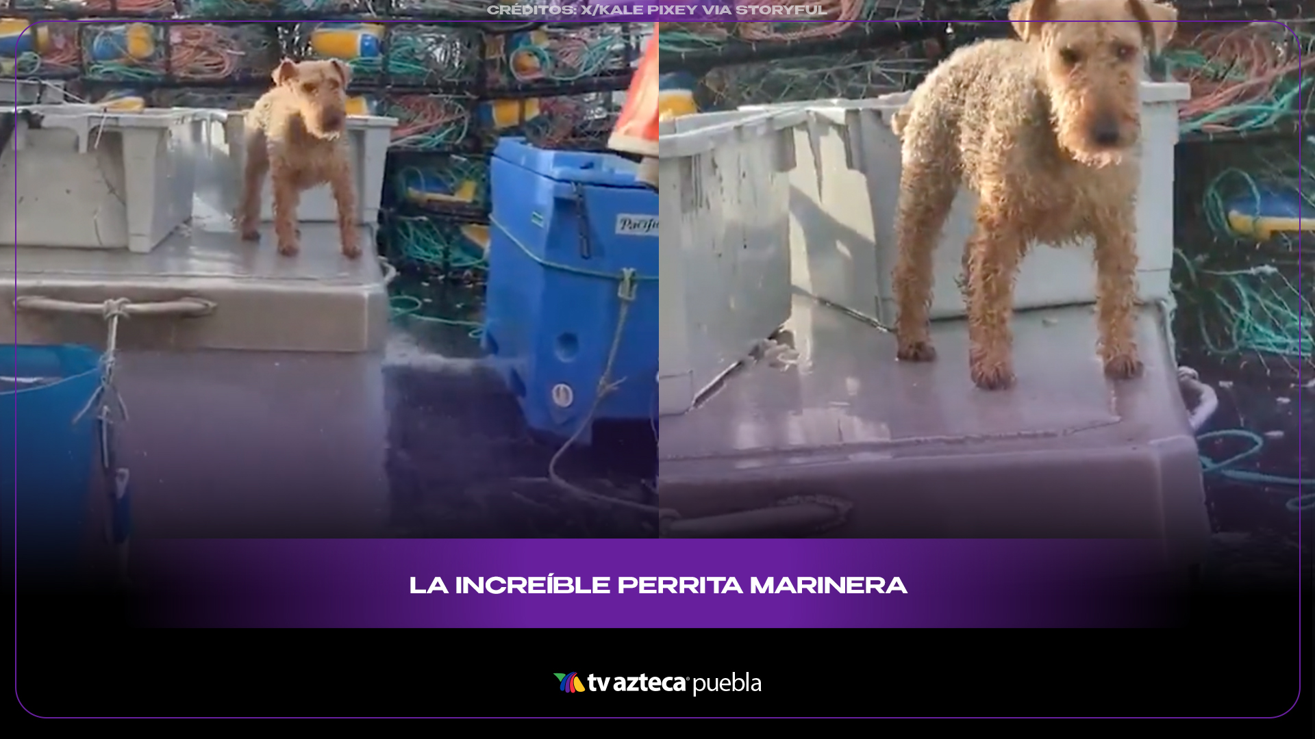 Perrita pescadora conquista Alaska y se vuelve estrella del mar