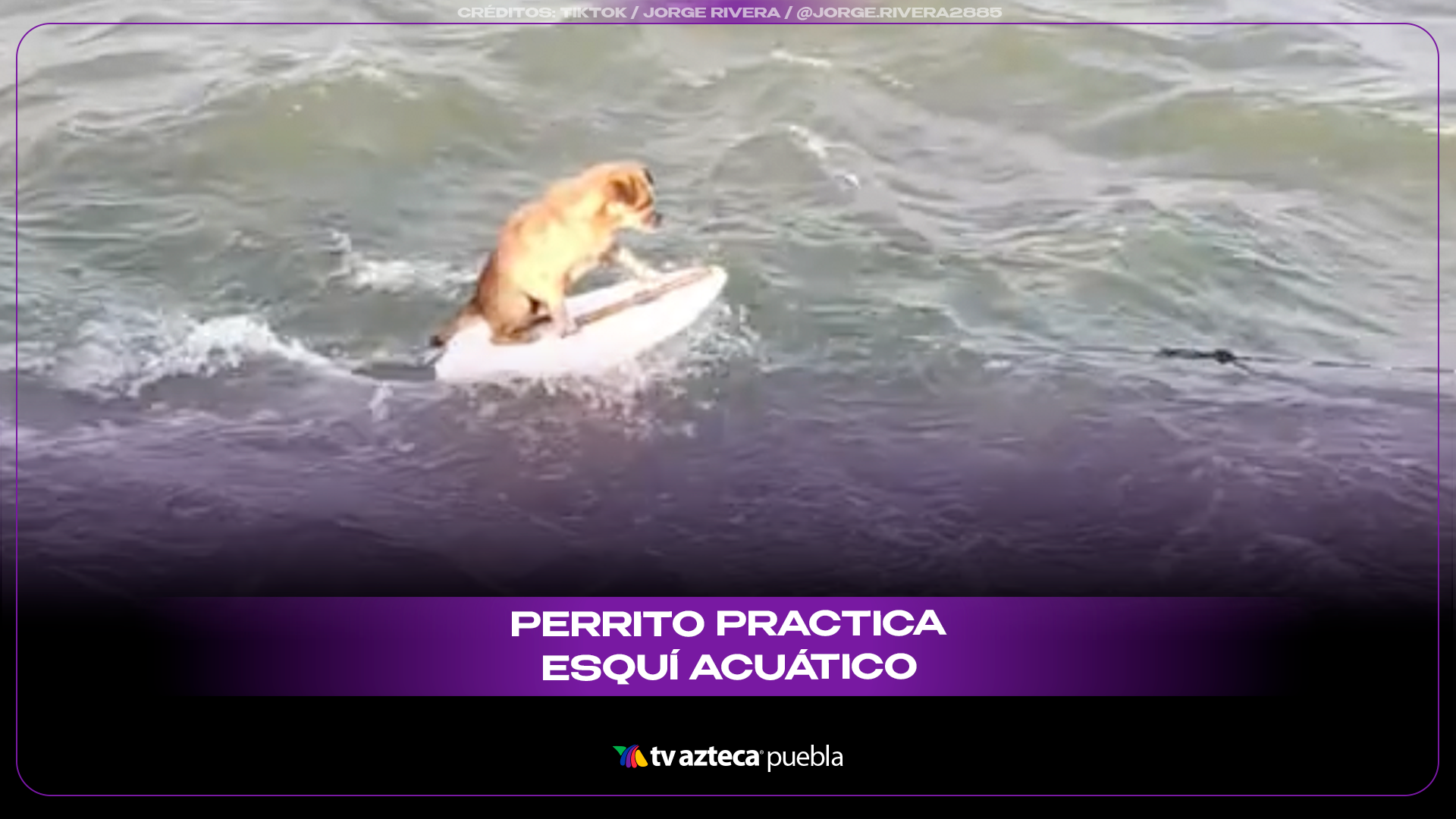 Video viral de perro practicando esquí acuático divide opiniones entre usuarios.