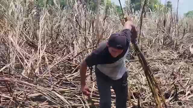 Crisis en el campo de Tabasco: Sequía y falta de mercados