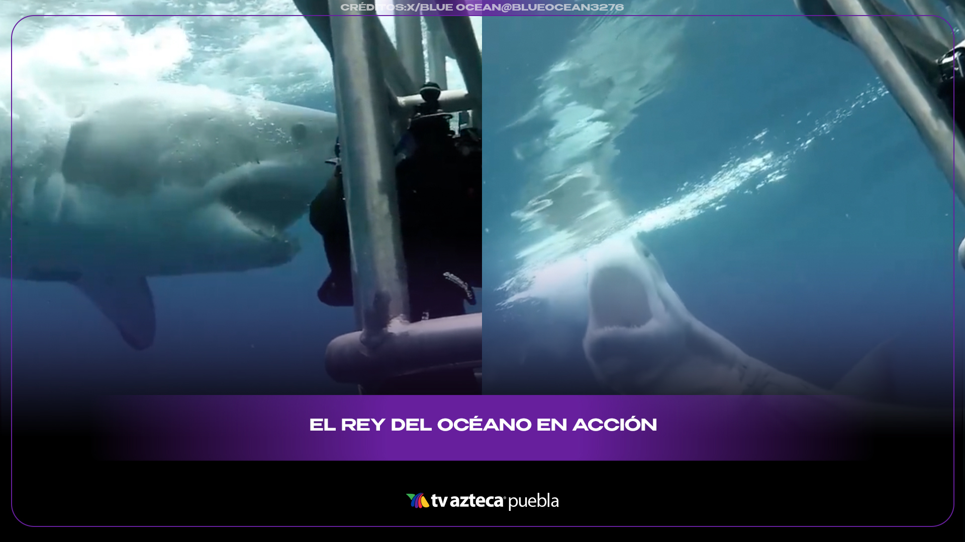 El gran tiburón blanco sorprende por sus increíbles habilidades de caza
