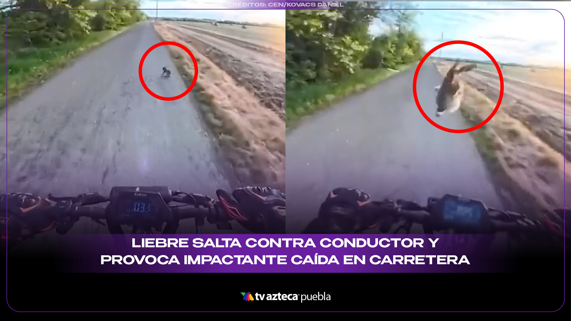 Liebre salta contra conductor y provoca impactante caída en carretera