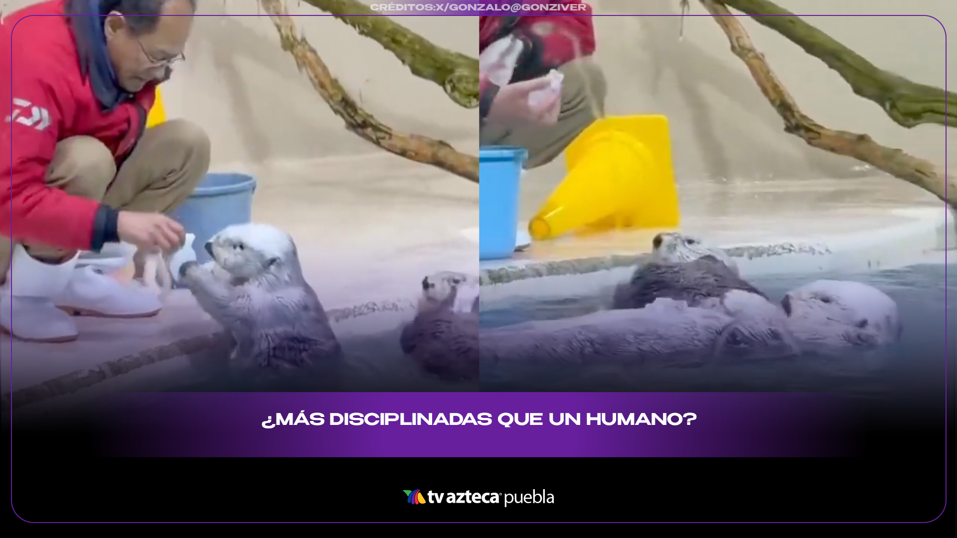 Nutrias ayudan a guardar juguetes y sorprenden por su disciplina