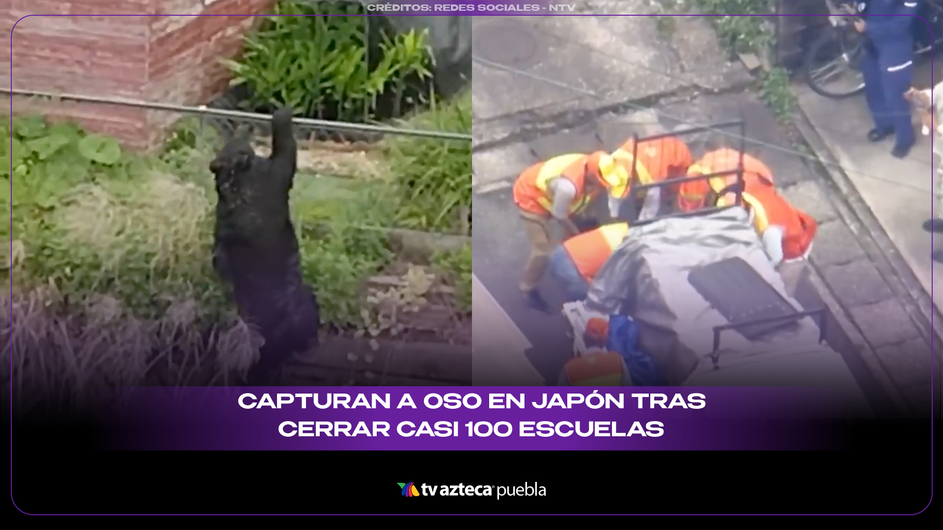 Capturan a oso en Japón tras cerrar casi 100 escuelas