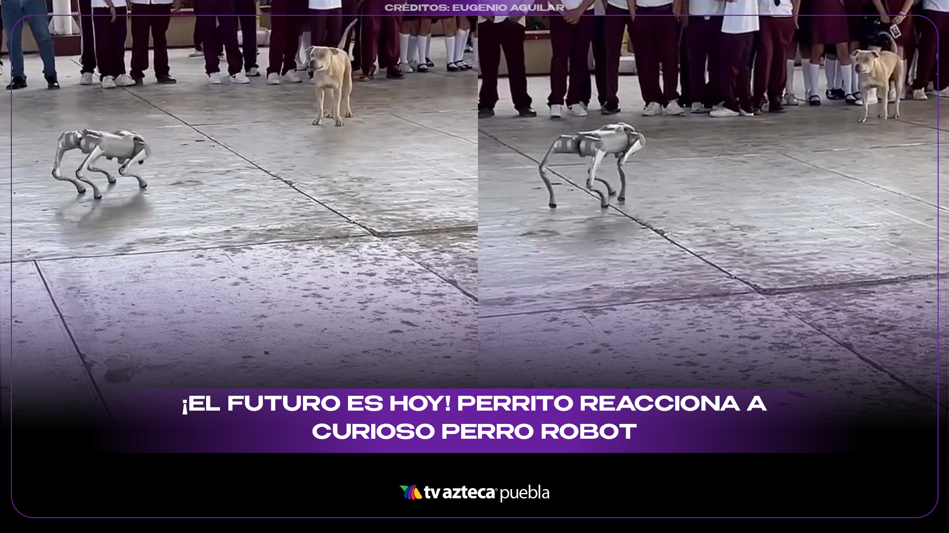 Perrito y perro robot protagonizan divertido encuentro viral