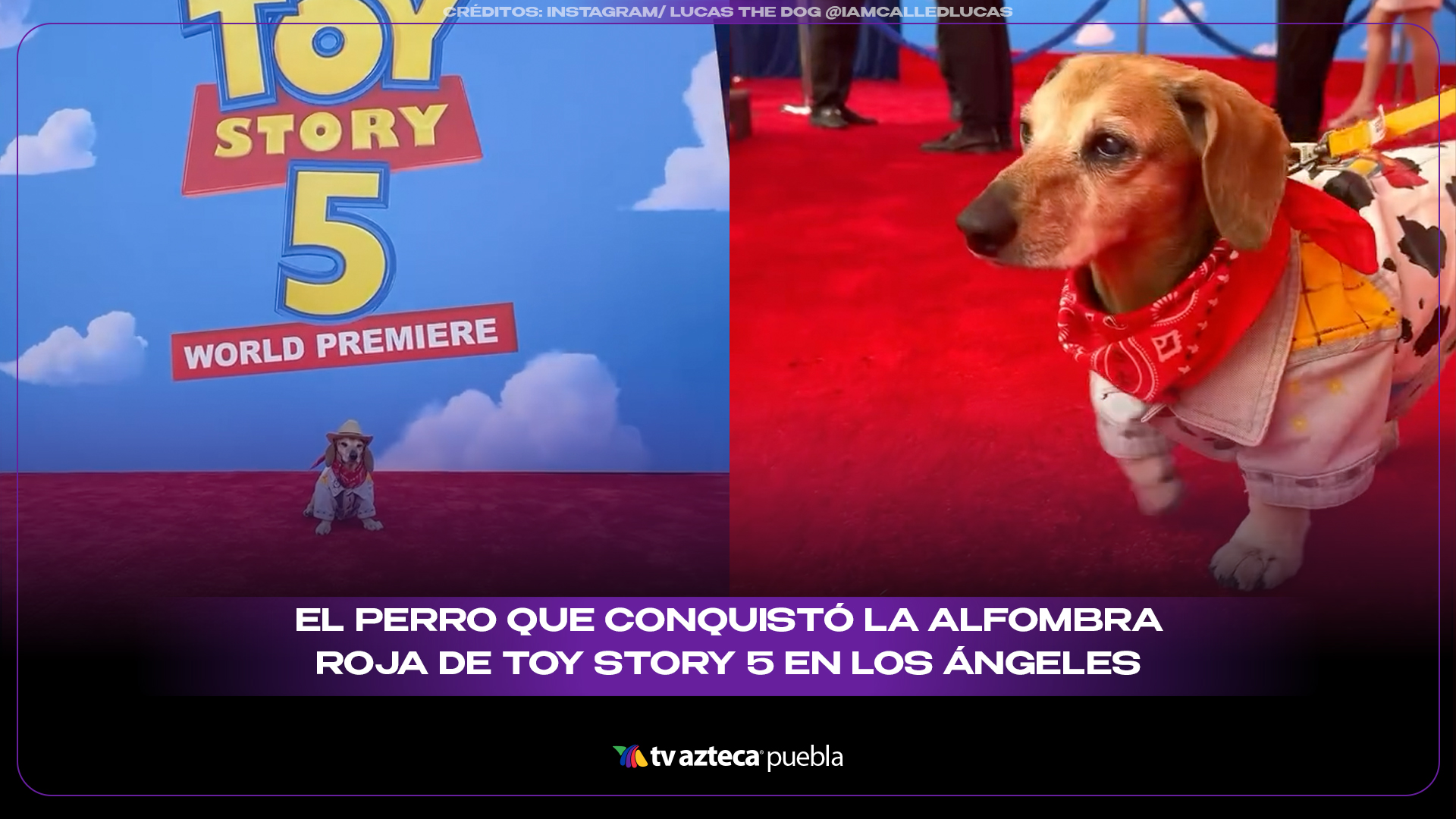 Lucas, el perro que conquistó la alfombra roja de 