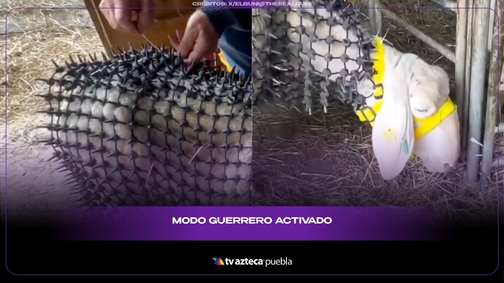 Ovejas usan “armaduras” con pinchos para defenderse de lobos