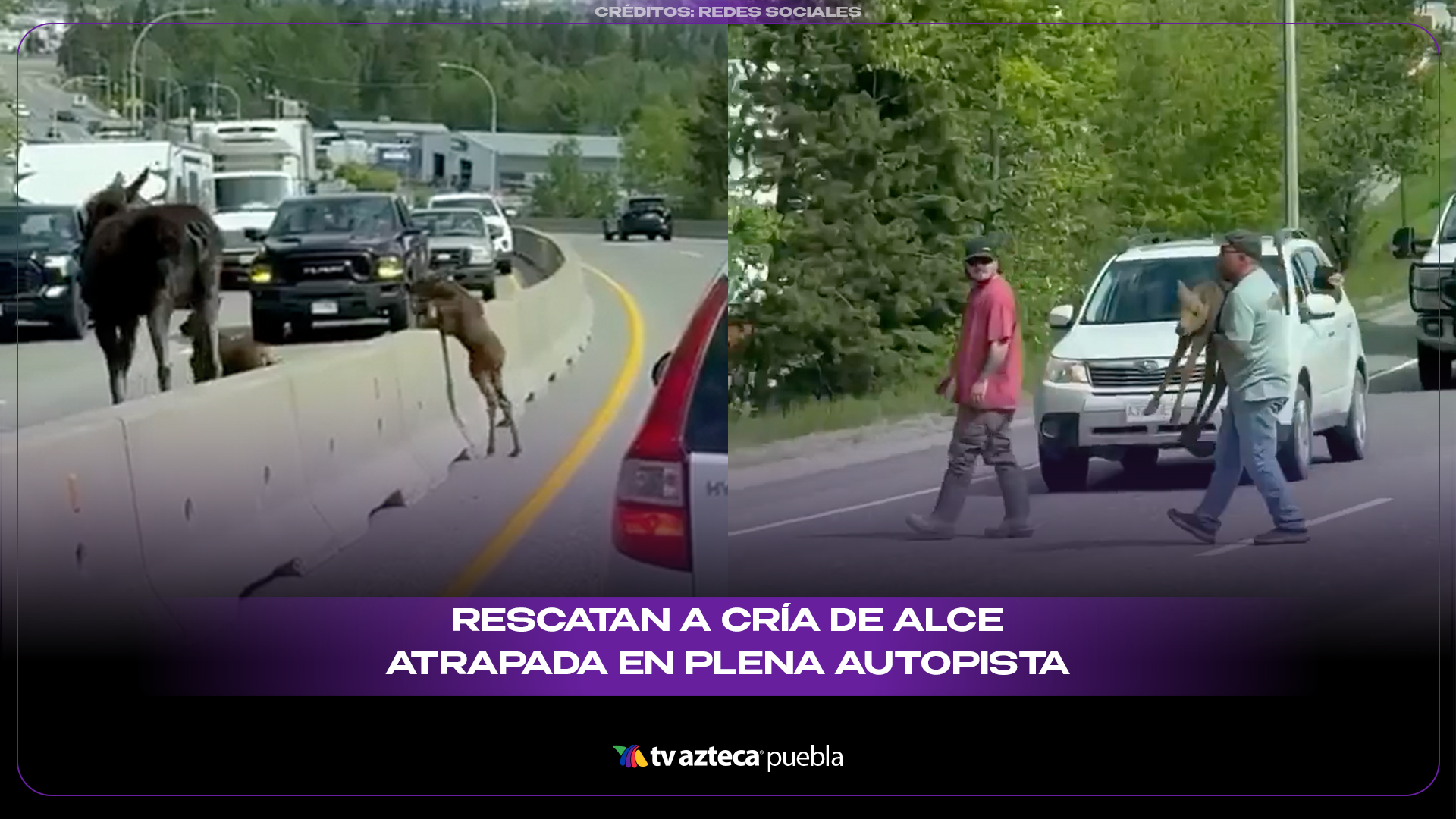 Rescatan a cría de alce atrapada en plena autopista