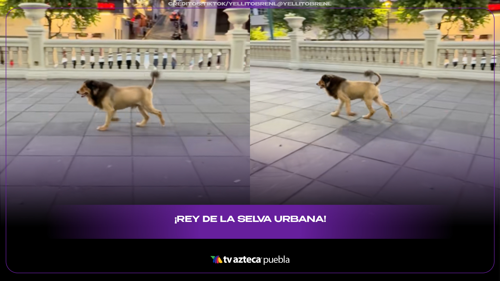 Perrito con corte de león se convierte en el rey de las redes