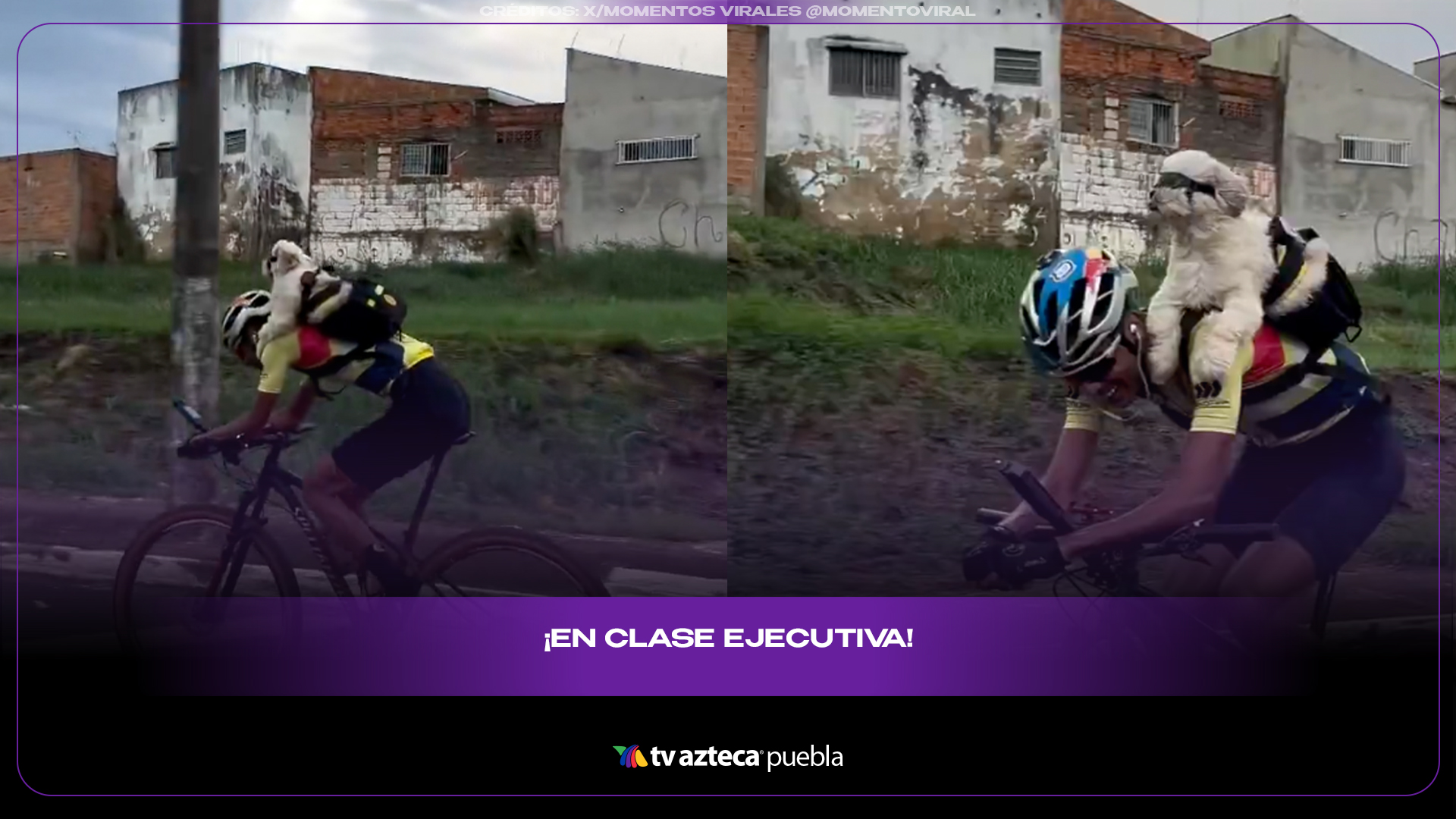 Perrito acompaña paseos en bicicleta y derrite internet de ternura