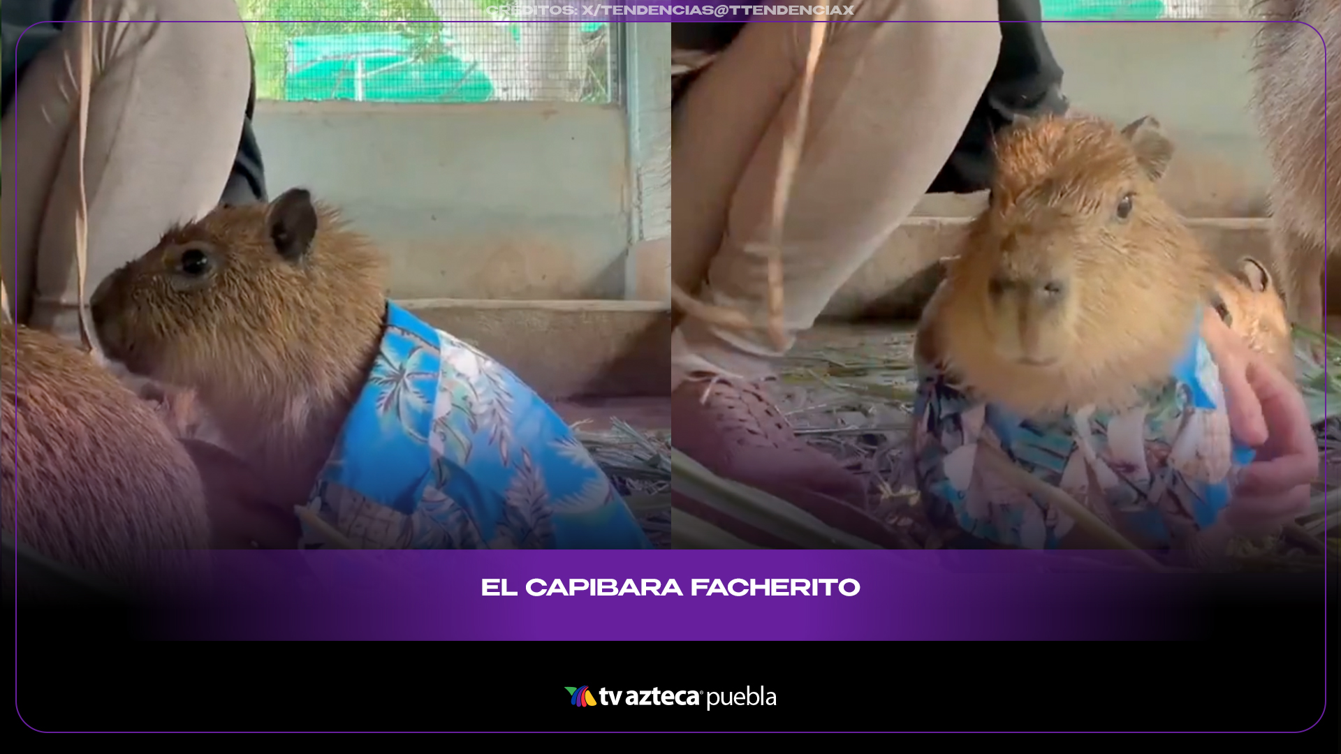 Capibara con camisa hawaiana conquista internet con su estilo