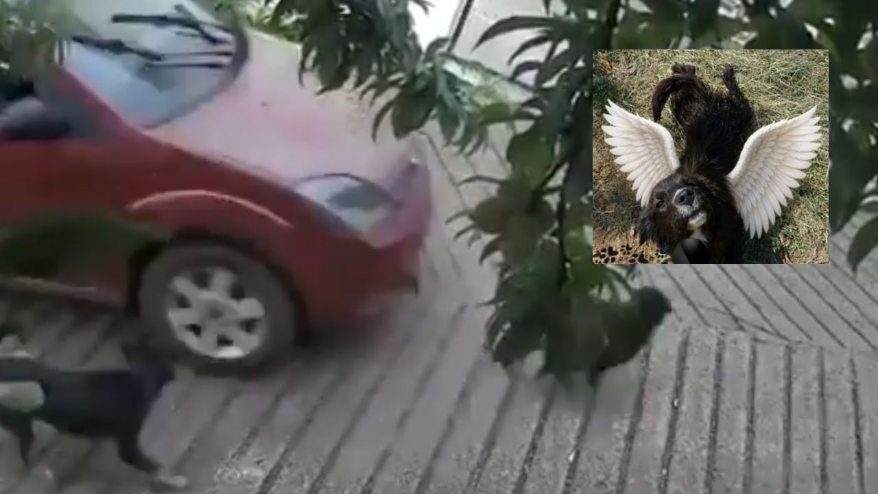 VIDEO FUERTE: Denuncian a policía de Zacatlán por presuntamente atropellar y acabar con la vida de una perrita
