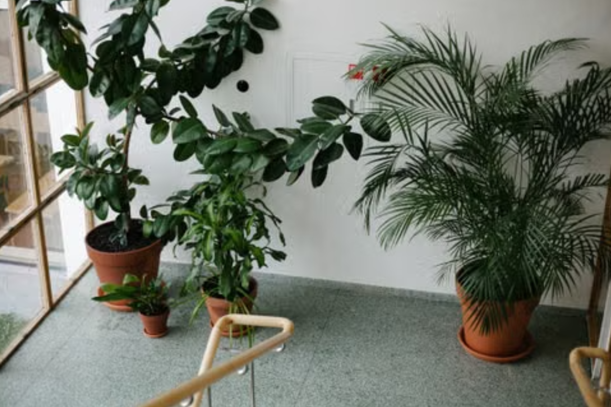 Plantas para el dormitorio: la guía definitiva para purificar el aire y mejorar el descanso