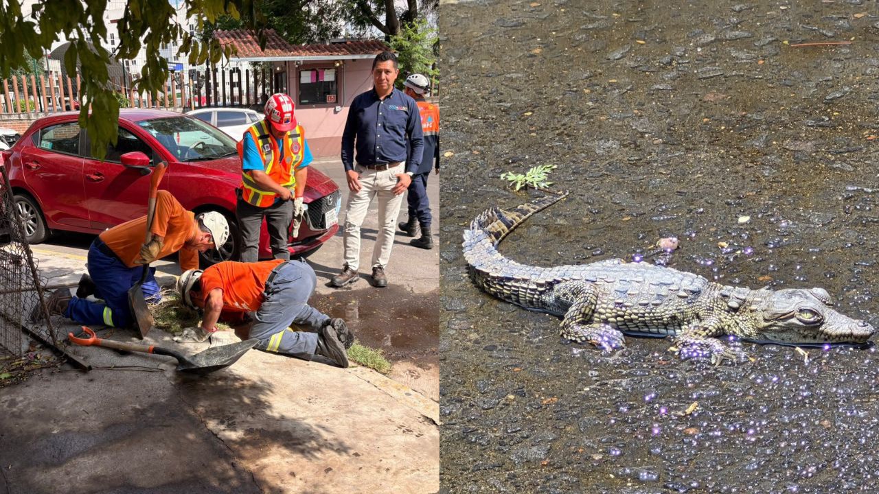 ¿Cómo llegó ahí? Localizan COCODRILO en coladera de Coyoacán