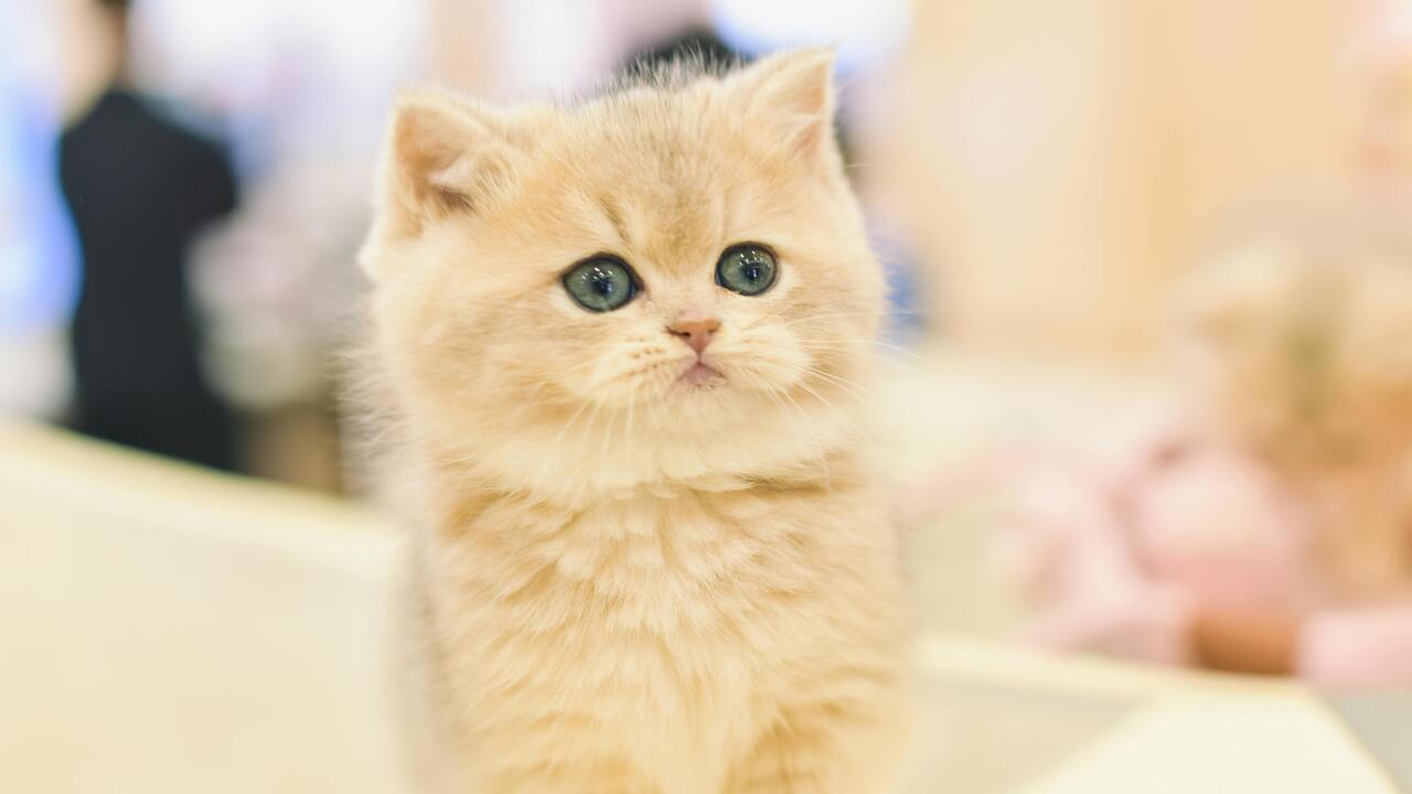 Alerta por primer gato con gusano barrenador en Nuevo León