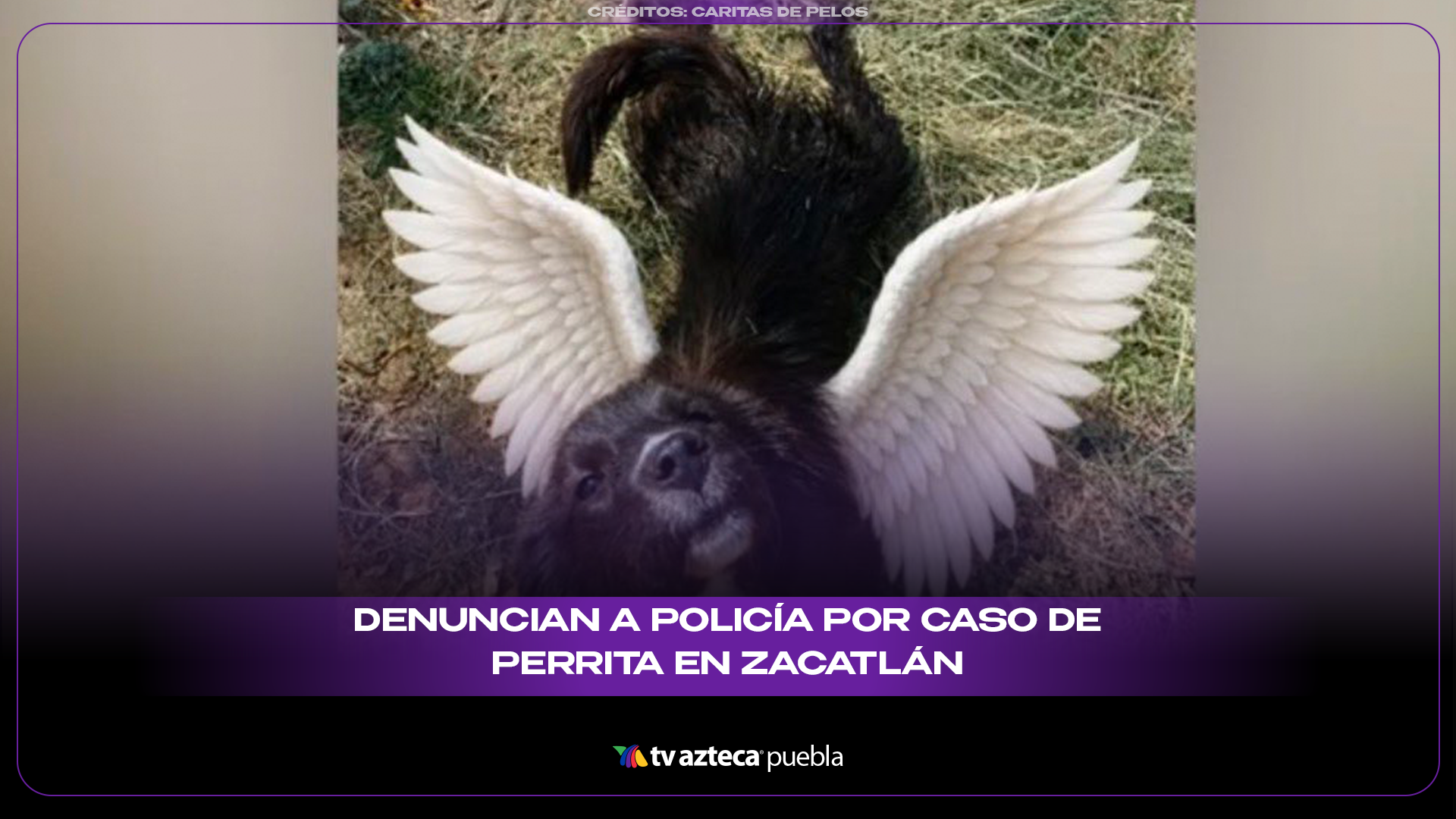 Indignación en Zacatlán por caso de perrita “Goma” tras incidente vial