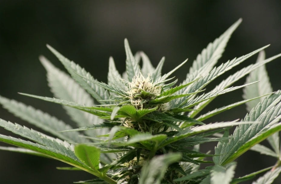 Si la marihuana desciende al uso habitual del tabaco pierde una condición mistérica